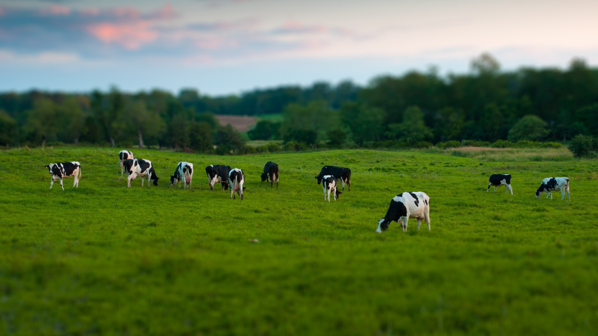 animals, Cows, Tilt Shift Wallpaper