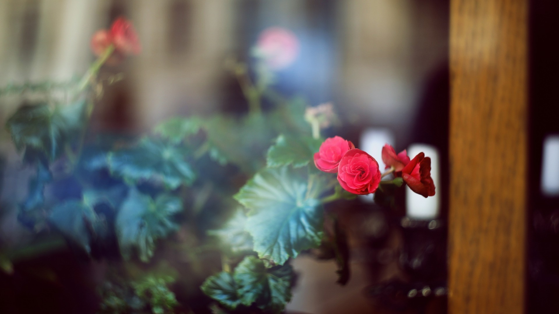 rose, Flowers, Leaves, Depth Of Field Wallpaper