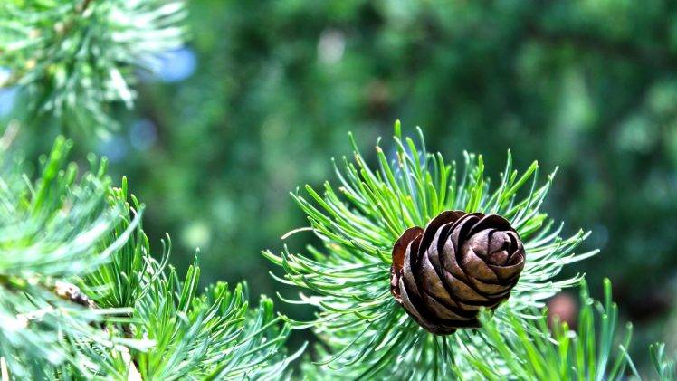 nature, Trees, Pine Cones, Conifer HD Wallpaper Desktop Background