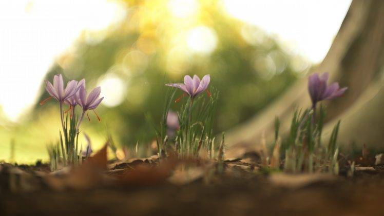flowers, Nature, Depth Of Field, Purple Flowers, Macro HD Wallpaper Desktop Background