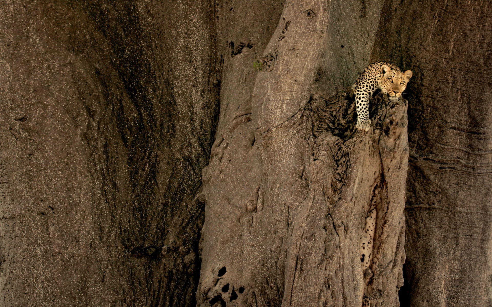 nature, Animals, Leopard Wallpaper