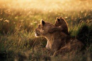 nature, Lion, Baby Animals