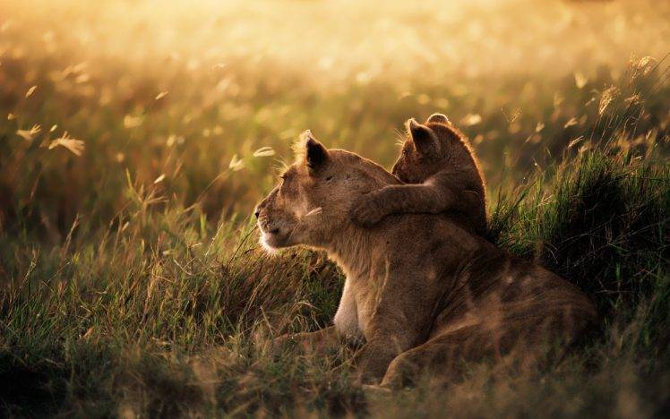 nature, Lion, Baby Animals HD Wallpaper Desktop Background