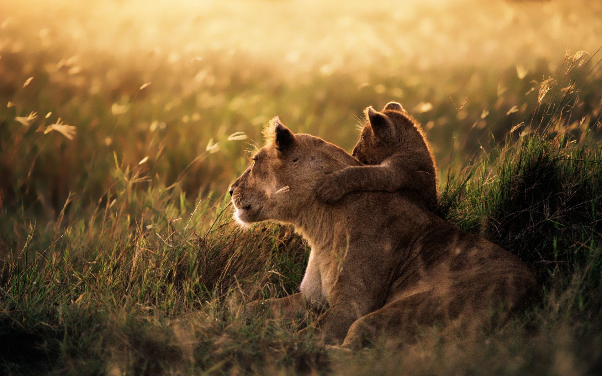 nature, Lion, Baby Animals Wallpapers HD / Desktop and ...