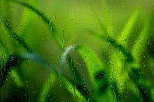 nature, Water On Glass, Leaves, Blurred, Green