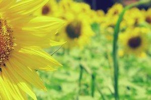 macro, Sunflowers, Flowers, Nature