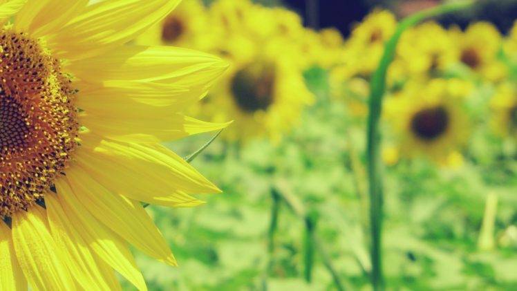 macro, Sunflowers, Flowers, Nature HD Wallpaper Desktop Background