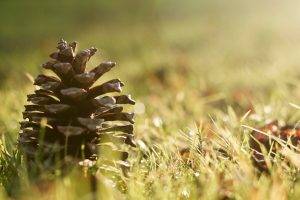 pine Cones, Grass, Sunlight, Macro, Nature