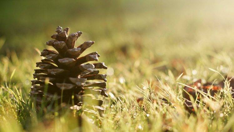 pine Cones, Grass, Sunlight, Macro, Nature HD Wallpaper Desktop Background