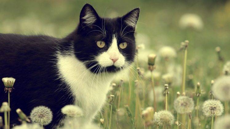 dandelion, Cat, Animals HD Wallpaper Desktop Background
