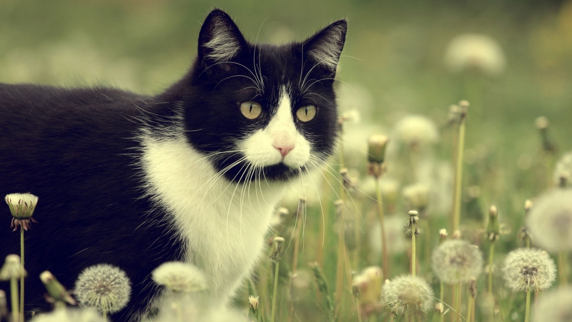 dandelion, Cat, Animals Wallpaper