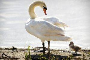 birds, Swans, Water, Baby Animals