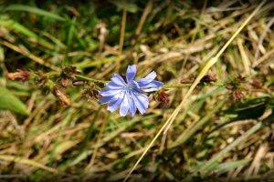 flowers, Blue Flowers, Vignette, Nature