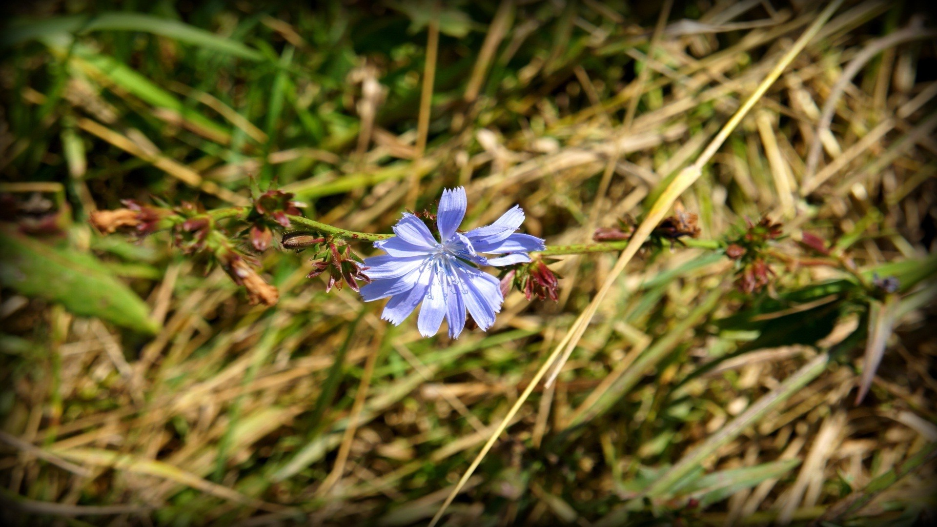 flowers, Blue Flowers, Vignette, Nature Wallpaper