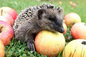hedgehog, Animals, Food, Apples
