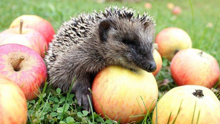 hedgehog, Animals, Food, Apples HD Wallpaper Desktop Background