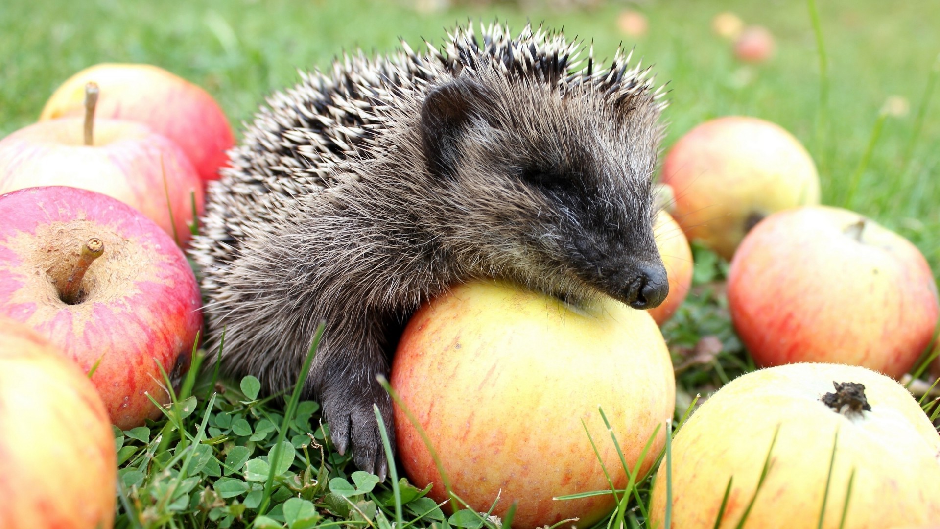 hedgehog, Animals, Food, Apples Wallpaper