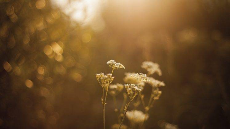 bokeh, Nature, Flowers, Sunlight, Depth Of Field HD Wallpaper Desktop Background