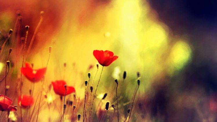 poppies, Flowers, Depth Of Field, Nature HD Wallpaper Desktop Background