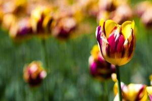 nature, Tulips, Flowers