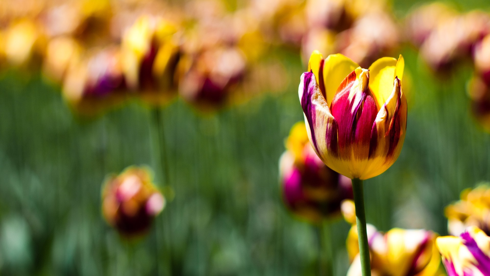 nature, Tulips, Flowers Wallpaper