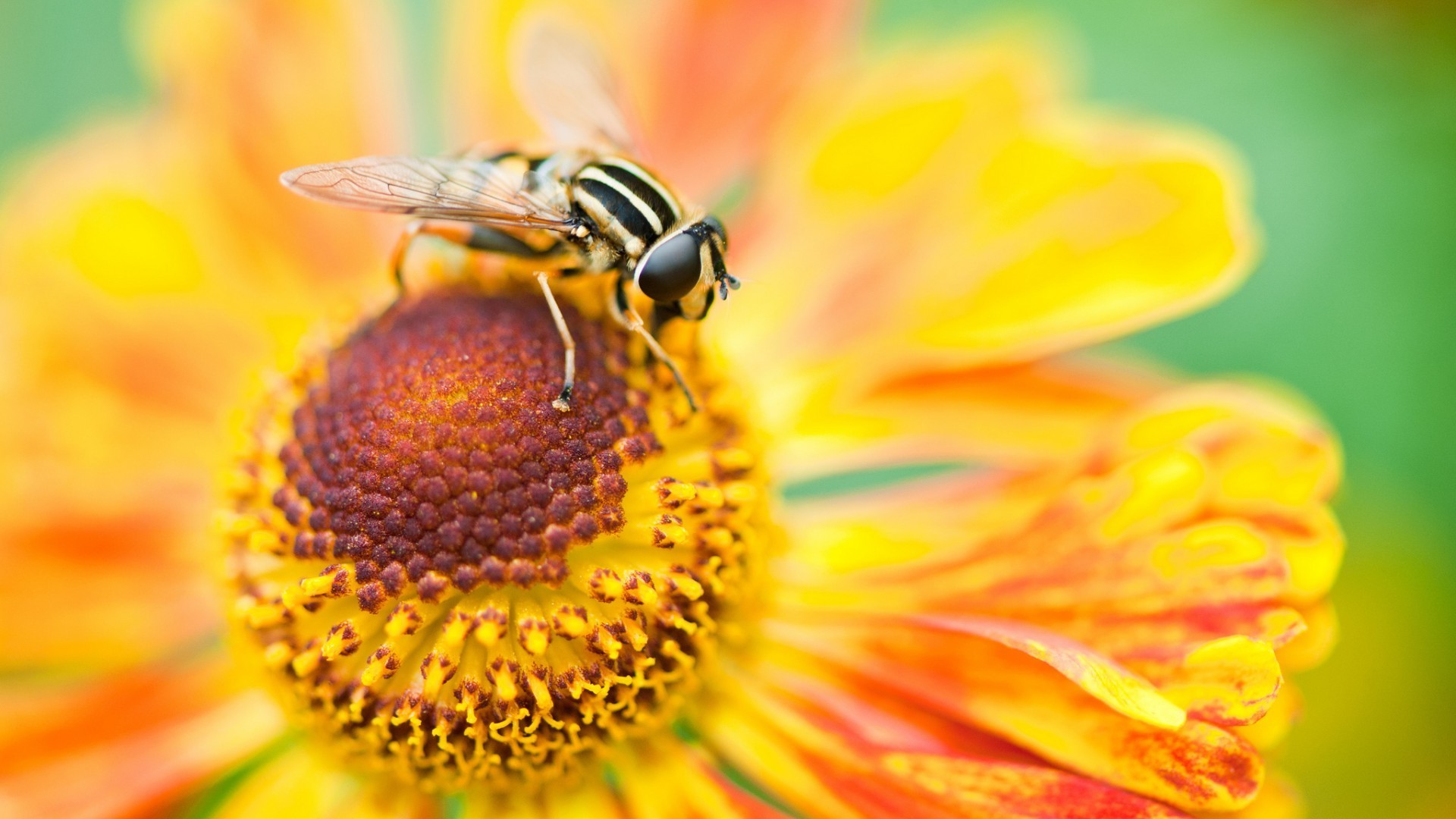 flowers, Macro Wallpaper