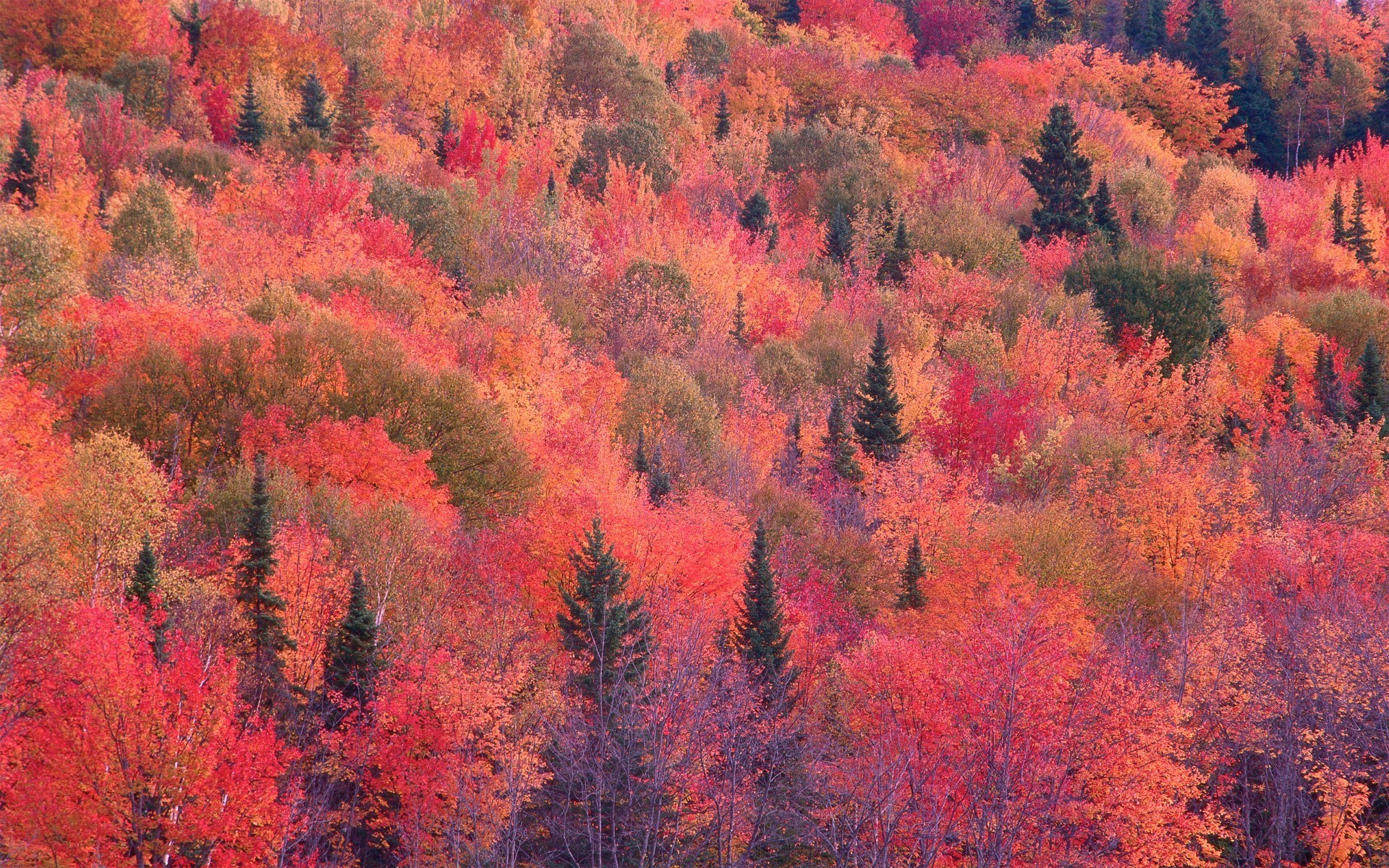 nature Wallpaper