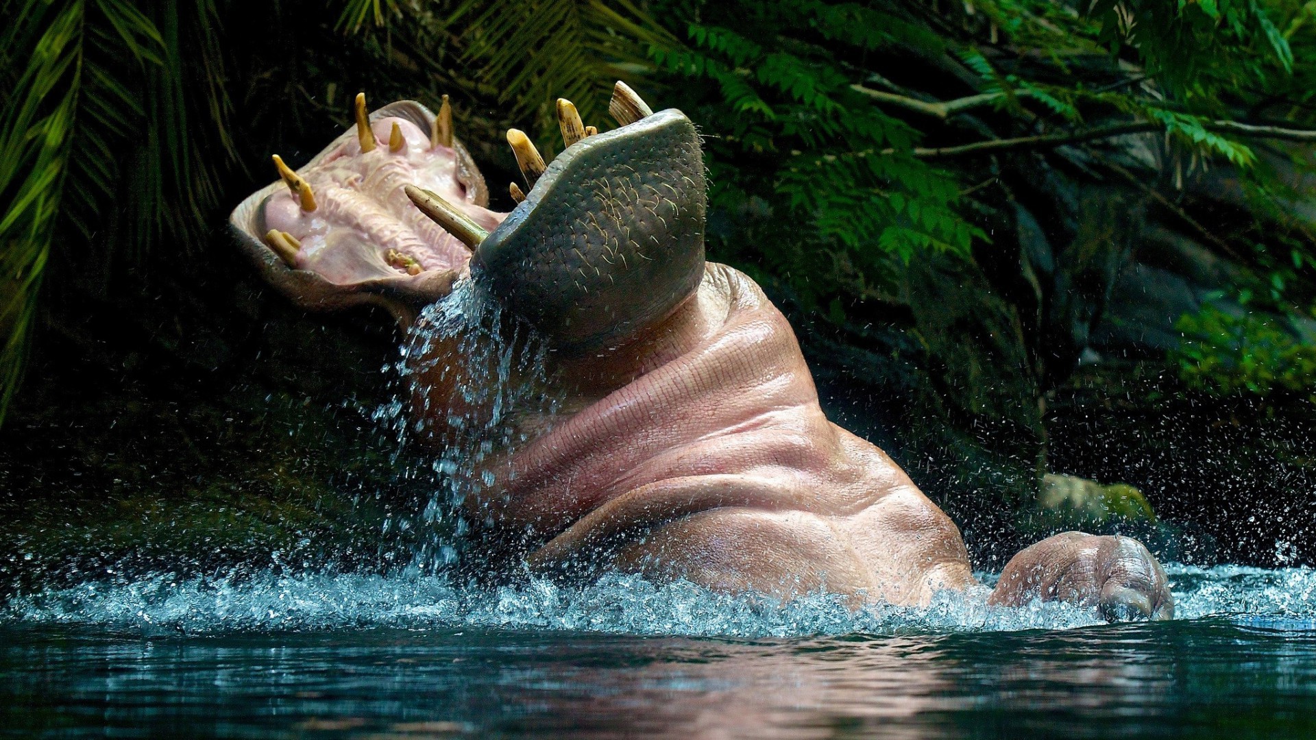 hippos, Animals, Open Mouth, Water Wallpaper