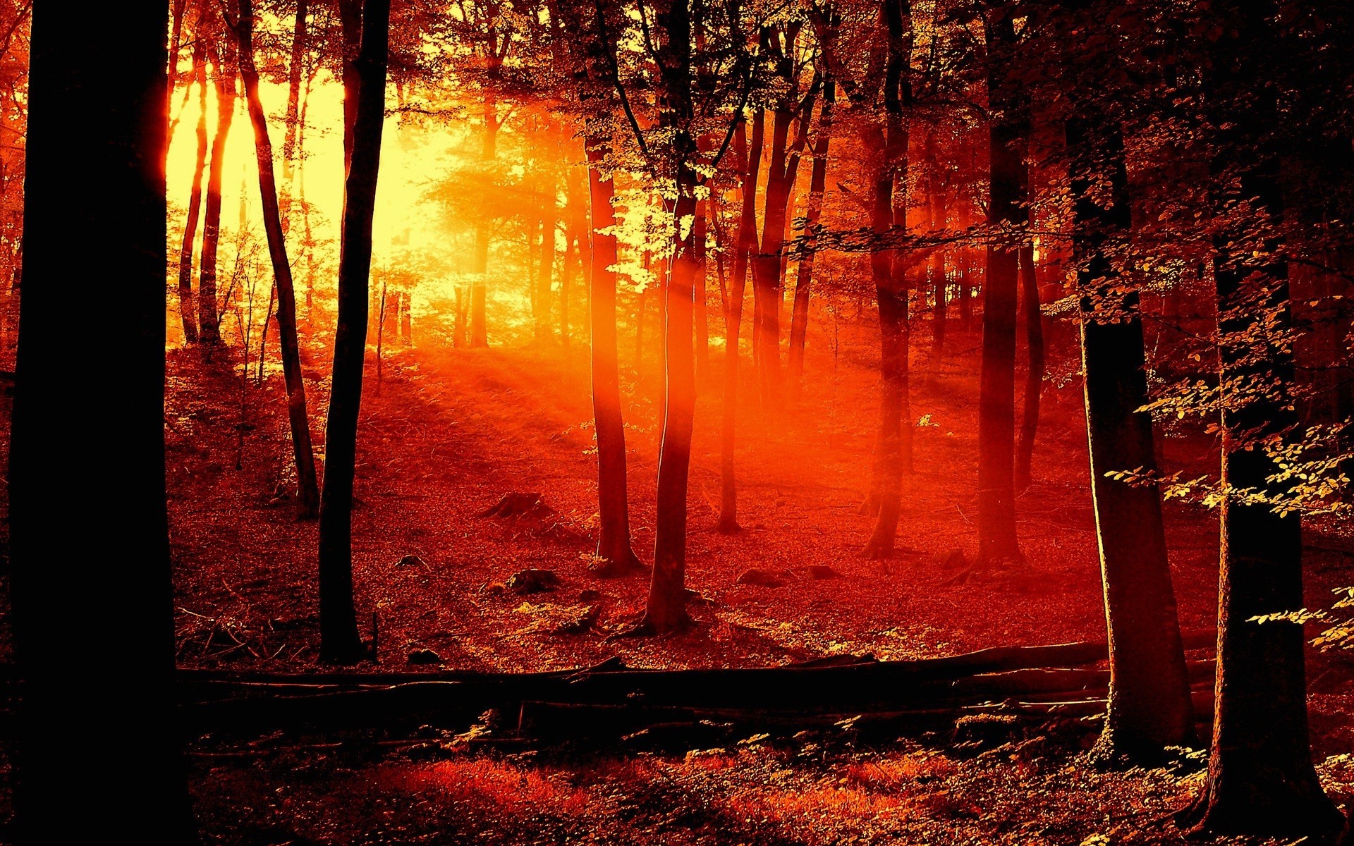 nature Wallpaper