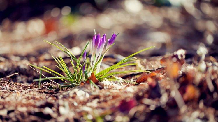 nature, Flowers, Blurred, Crocuses, Purple Flowers HD Wallpaper Desktop Background