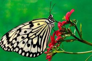 butterfly, Insect, Flowers