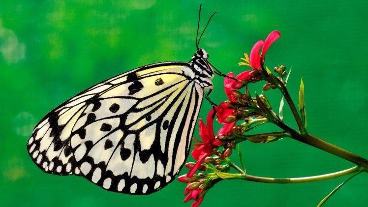 butterfly, Insect, Flowers HD Wallpaper Desktop Background