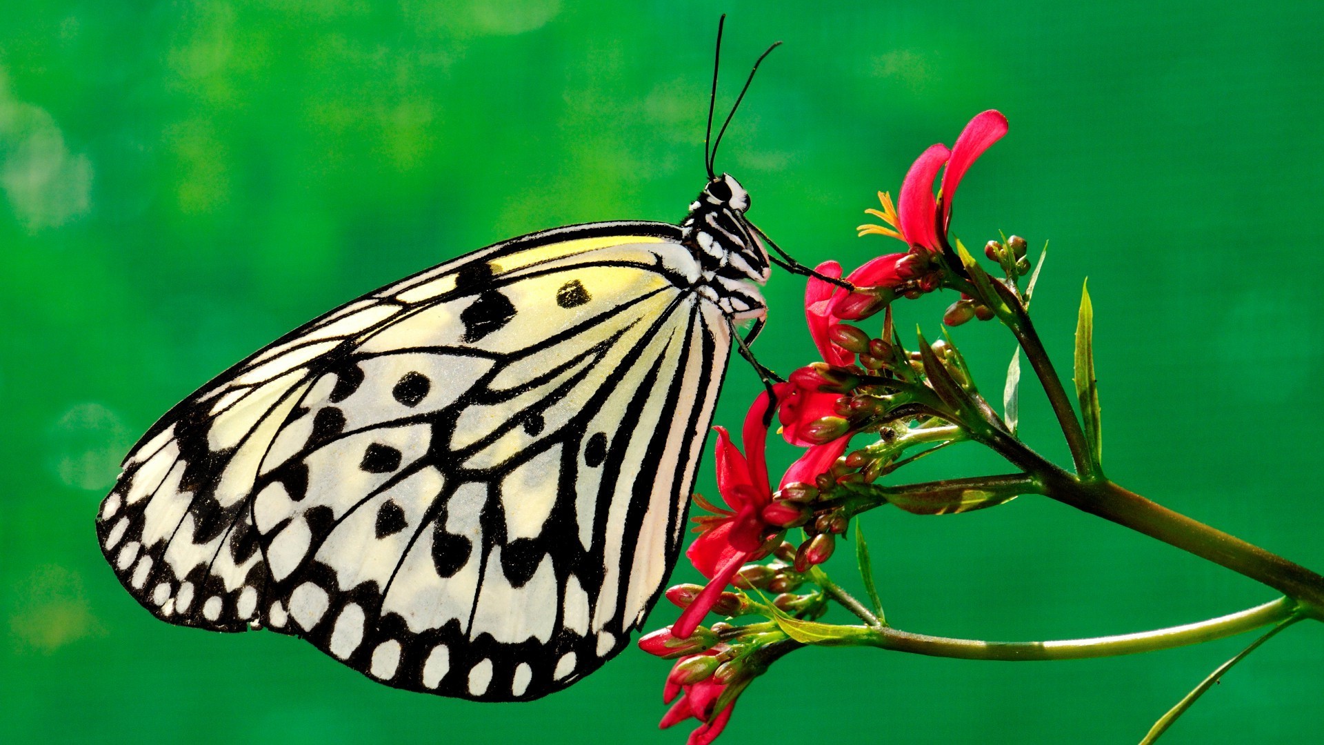 butterfly, Insect, Flowers Wallpaper