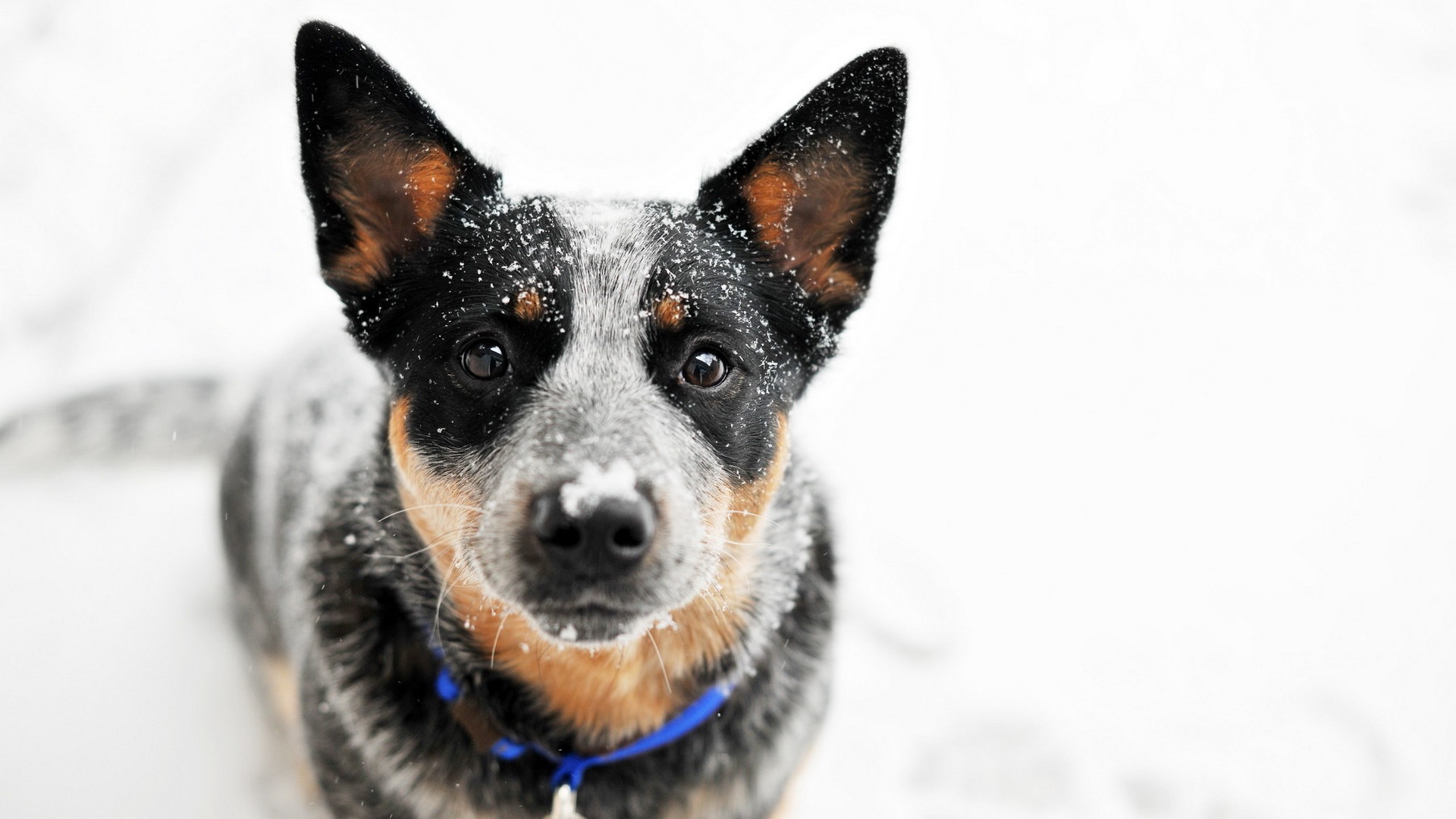 animals, Dog, Snow Wallpaper