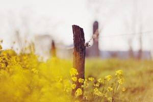 nature, Fence, Flowers, Depth Of Field