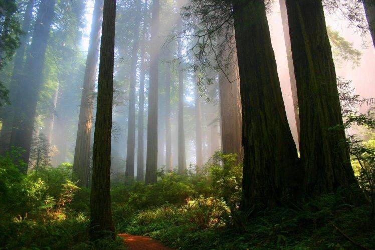 nature, Forest, Path HD Wallpaper Desktop Background