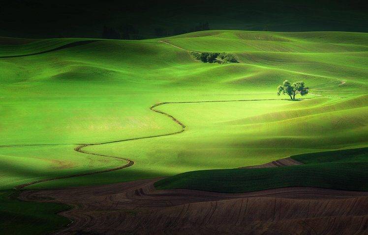 nature, Landscape, Hill, Washington State, Field, USA HD Wallpaper Desktop Background