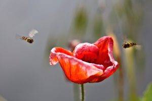 flowers, Red Flowers, Poppies, Bees, Insect