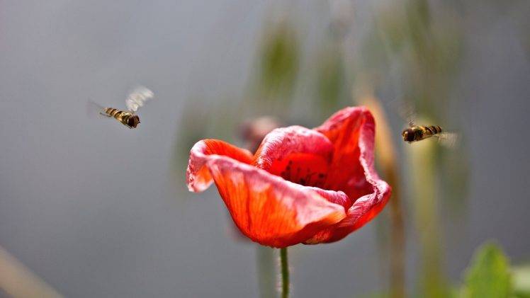 flowers, Red Flowers, Poppies, Bees, Insect HD Wallpaper Desktop Background