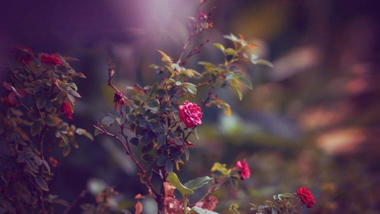 rose, Flowers, Depth Of Field, Nature HD Wallpaper Desktop Background