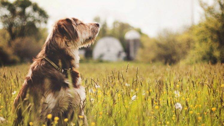 animals, Dog, Field, Nature HD Wallpaper Desktop Background
