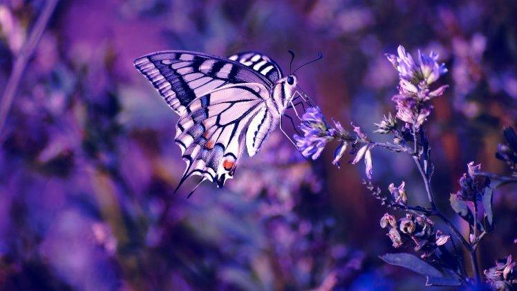 butterfly, Purple Flowers, Insect, Nature HD Wallpaper Desktop Background