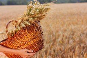 wheat, Field, Baskets, Hand, Flowers
