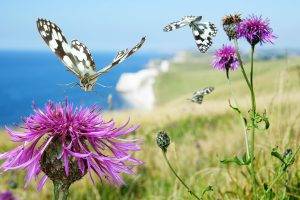 butterfly, Thistles, Flowers, Insect