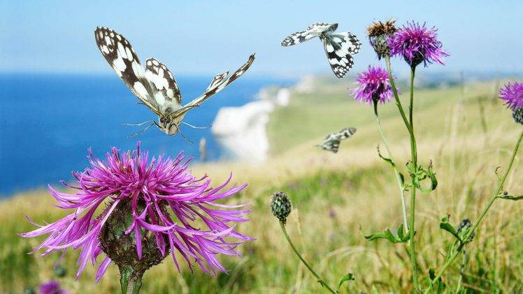 butterfly, Thistles, Flowers, Insect HD Wallpaper Desktop Background