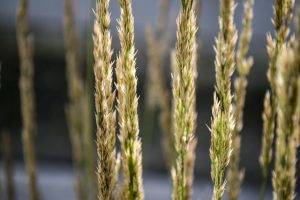 nature, Spikelets