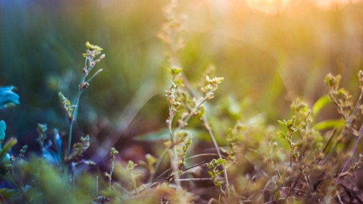 macro, Nature, Depth Of Field, Plants HD Wallpaper Desktop Background