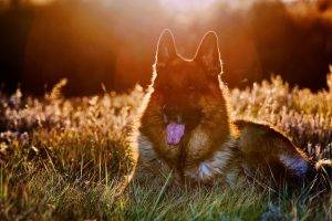 dog, Animals, Grass, Sunlight, Bokeh, German Shepherd