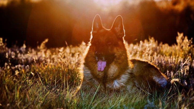 dog, Animals, Grass, Sunlight, Bokeh, German Shepherd HD Wallpaper Desktop Background