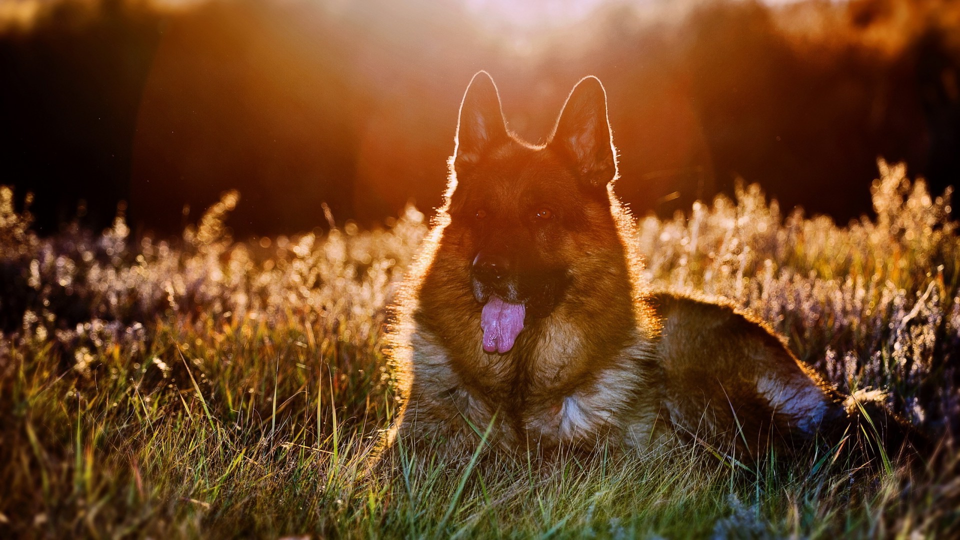 dog, Animals, Grass, Sunlight, Bokeh, German Shepherd Wallpaper